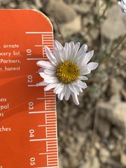 Erigeron pulcherrimus