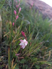 Hesperantha cucullata