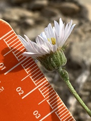 Erigeron pulcherrimus