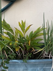 Alpinia purpurata