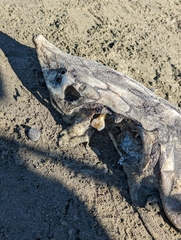 Acipenser medirostris