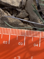 Erigeron pulcherrimus