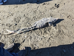 Acipenser medirostris