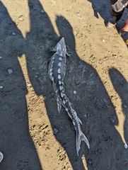 Acipenser medirostris