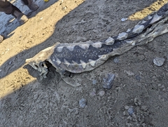 Acipenser medirostris