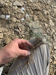 Erigeron pulcherrimus