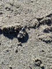 Creophilus maxillosus