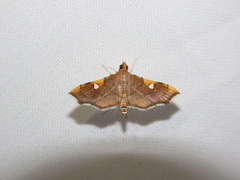 Coenostolopsis apicalis