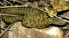 Vipera aspis