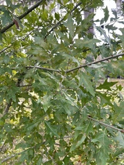 Quercus nigra