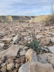 Stephanomeria runcinata