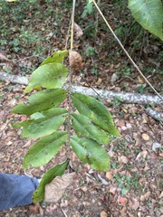 Carya myristiciformis