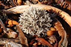 Corallina officinalis