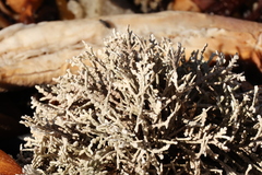 Corallina officinalis