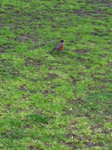 Turdus migratorius