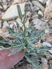 Stephanomeria runcinata