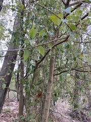 Forestiera acuminata