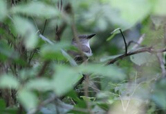 Myiarchus tyrannulus