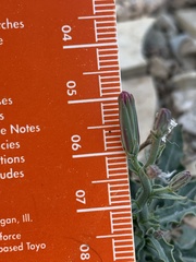 Stephanomeria runcinata