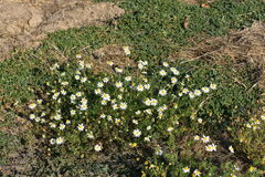 Anthemis cotula