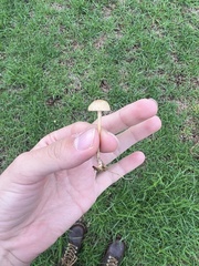Agrocybe pediades