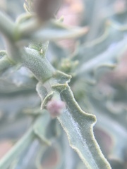 Stephanomeria runcinata