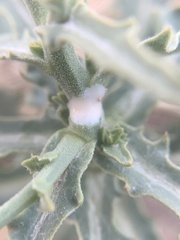 Stephanomeria runcinata