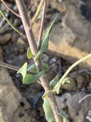 Thelypodiopsis elegans