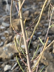 Thelypodiopsis elegans
