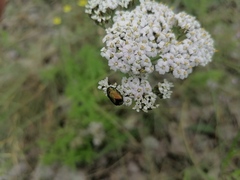 Cryptocephalus sericeus