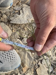 Thelypodiopsis elegans