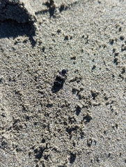 Creophilus maxillosus