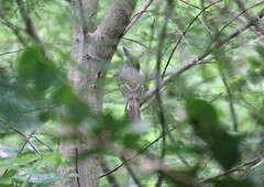 Myiarchus tyrannulus