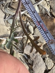 Thelypodiopsis elegans