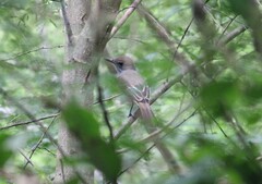 Myiarchus tyrannulus