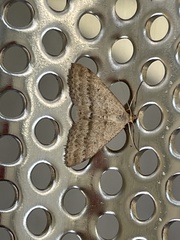 Scopula lydia