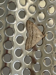 Scopula lydia