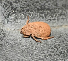 Trogidae