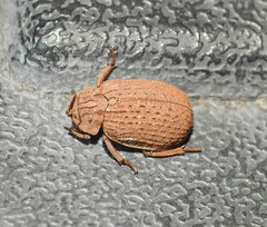 Trogidae