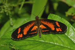 Castilia eranites