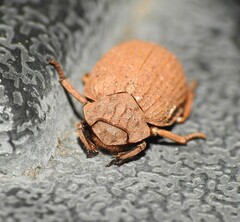 Trogidae
