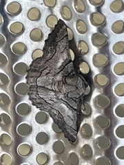 Hypobapta diffundens