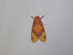 Elysius
