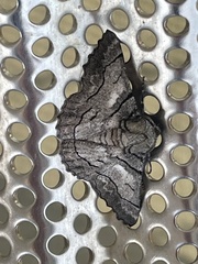 Hypobapta diffundens