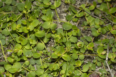 Gonocarpus micranthus