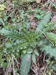 Cirsium horridulum