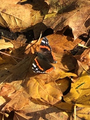 Vanessa atalanta
