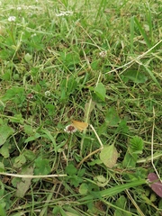 Diacrisia sannio