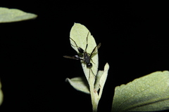 Aulacidae