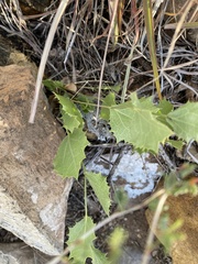 Acourtia nana